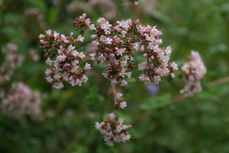 Origanum vulgare 'Compactum'Oregano bestellen